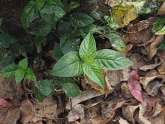 Asystasia gangetica