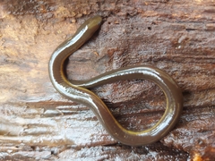 Ichthyophis hypocyaneus