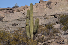 Trichocereus terscheckii