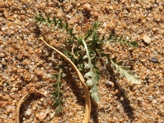 Rorippa subumbellata