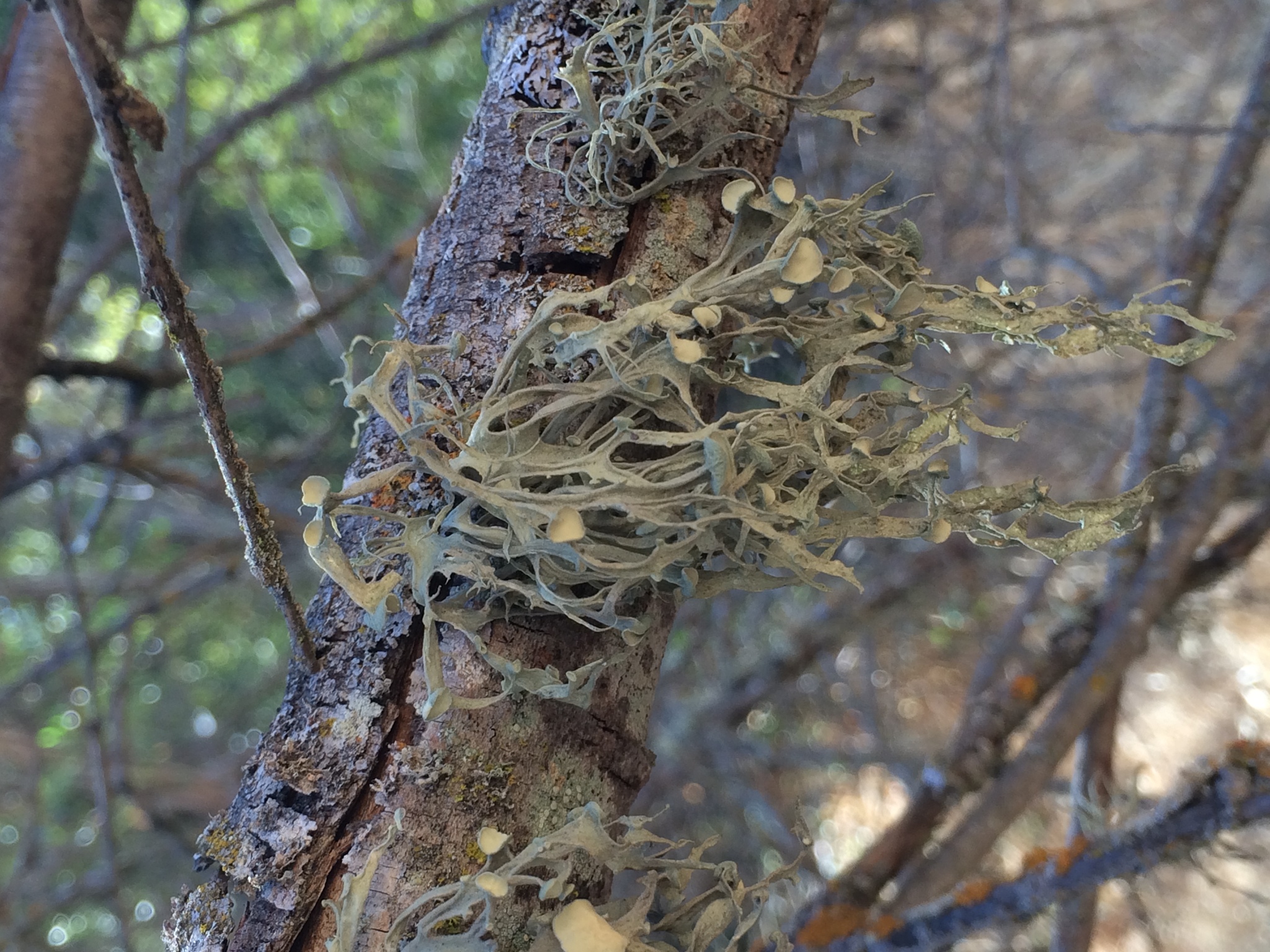 Ramalina leptocarpha image