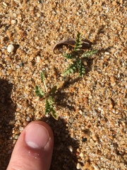 Rorippa subumbellata