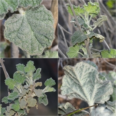 Malacothamnus hallii