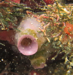 Asterocarpa coerulea