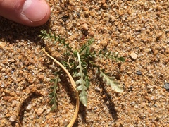 Rorippa subumbellata