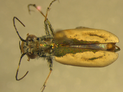 Zecicindela