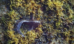 Entomacrodus marmoratus