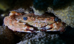 Goniosupradens hawaiensis