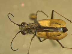 Zecicindela giveni