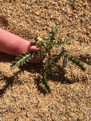 Rorippa subumbellata