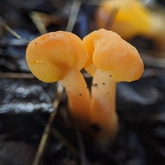 Cudonia spathulata