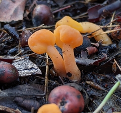 Cudonia spathulata