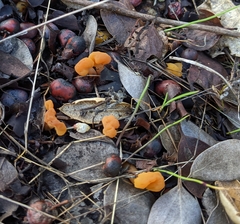 Cudonia spathulata