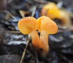 Cudonia spathulata