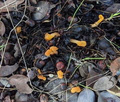 Cudonia spathulata