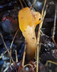 Cudonia spathulata