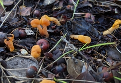 Cudonia spathulata