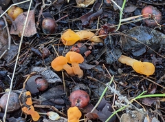 Cudonia spathulata
