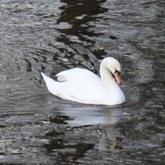 Cygnus olor