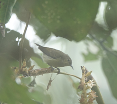 Leptocoma brasiliana