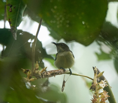 Leptocoma brasiliana