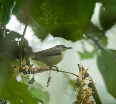 Leptocoma brasiliana