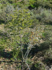 Asparagus mariae