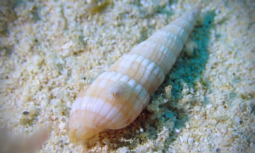 Terebra affinis observed 2021-02-20