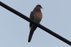 Streptopelia senegalensis