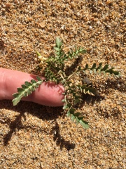 Rorippa subumbellata