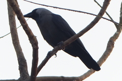 Corvus splendens