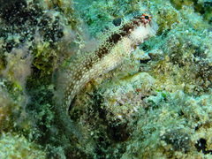 Crossosalarias macrospilus