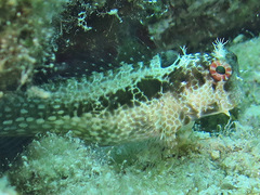 Crossosalarias macrospilus