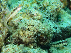 Crossosalarias macrospilus