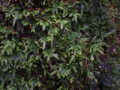 Pseudisothecium cristatum