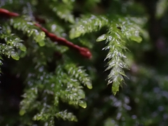 Pseudisothecium cristatum