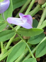 Astragalus bodinii