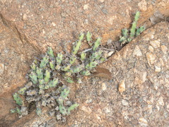 Euphorbia schinzii