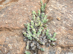 Euphorbia schinzii