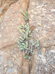 Euphorbia schinzii