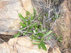 Parinari capensis capensis