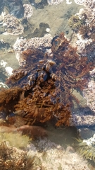 Callithamnion pikeanum