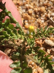 Rorippa subumbellata