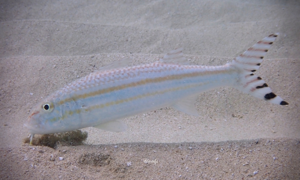 Band-Tail Goatfish