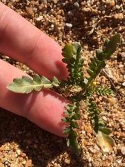 Rorippa subumbellata