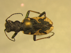 Neocicindela