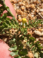 Rorippa subumbellata