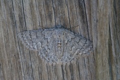 Crypsiphona tasmanica