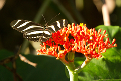 Heliconius charithonia
