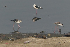 Himantopus himantopus